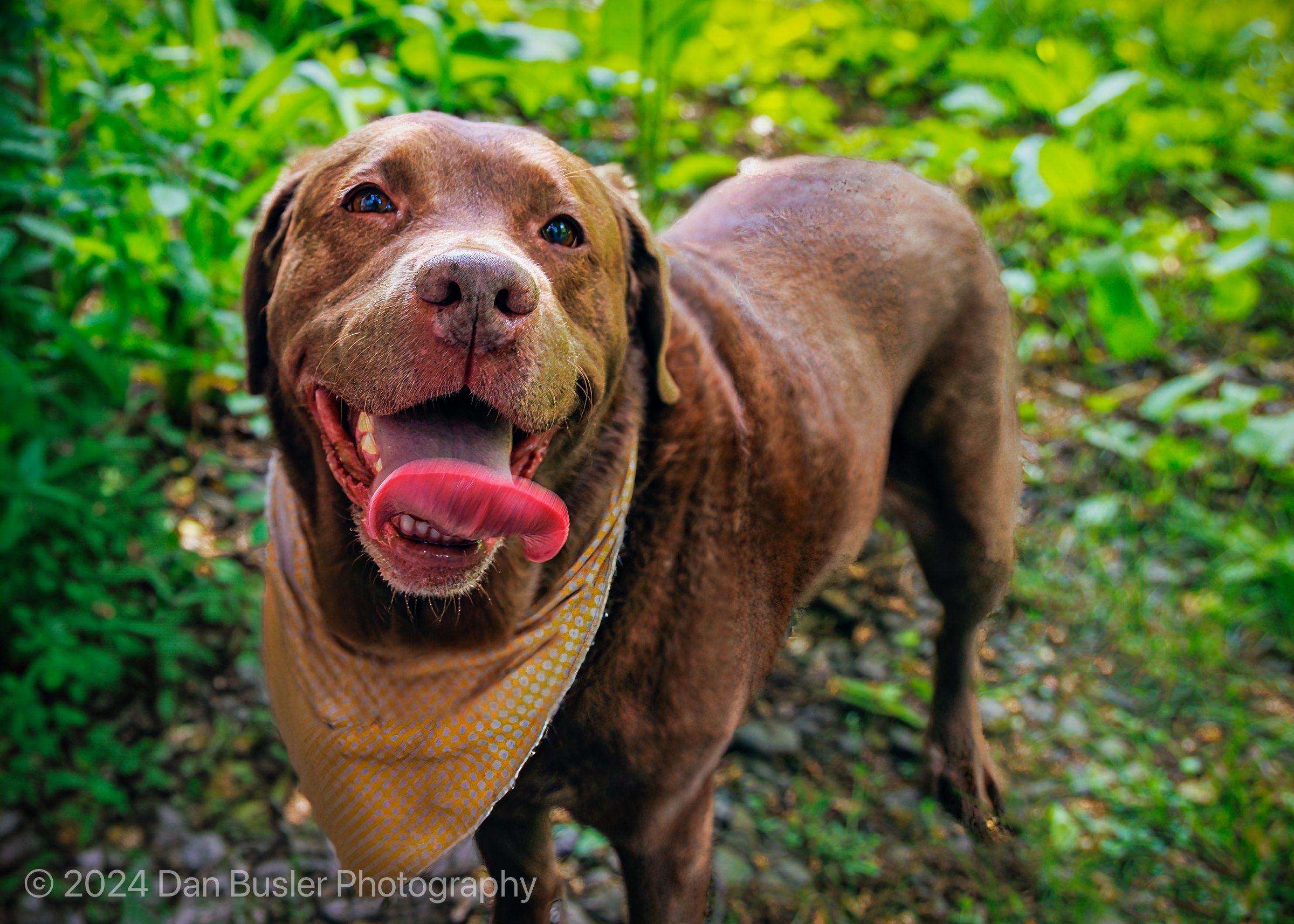 an image of a big brown female dog with bright eyes and it's tongue hanging out